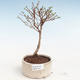 Pięciornik pięciolistkowy bonsai-Potentila Jolina żółty VB2020-340 - 1/2