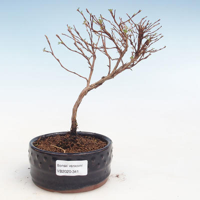 Outdoor pięciornik pięciornik bonsai - Potentila Jolina żółty VB2020-341 - 1