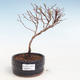 Outdoor pięciornik pięciornik bonsai - Potentila Jolina żółty VB2020-341 - 1/2