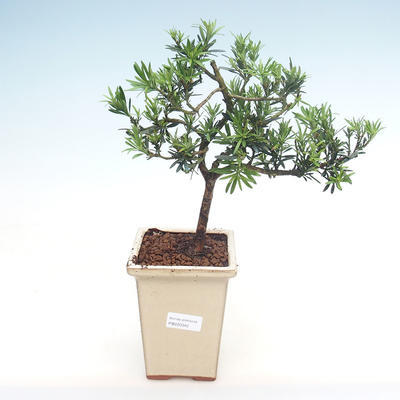 Kryty bonsai - Podocarpus - Cis kamienny PB220342