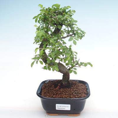 Kryty bonsai - Ulmus parvifolia - Wiąz mały liść PB220345 - 1