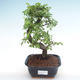 Kryty bonsai - Ulmus parvifolia - Wiąz mały liść PB220345 - 1/3