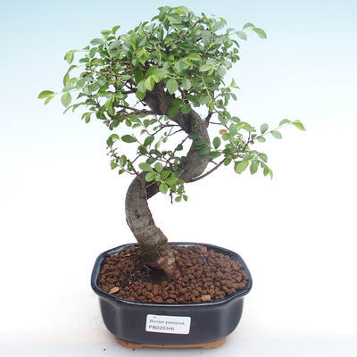 Kryty bonsai - Ulmus parvifolia - Wiąz mały liść PB220346 - 1