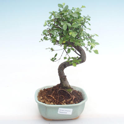 Kryty bonsai - Ulmus parvifolia - Wiąz mały liść PB220348 - 1