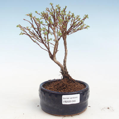 Zewnętrzny pięciornik pięciornik bonsai - Potentila Jolina żółty VB2020-348 - 1