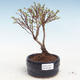 Zewnętrzny pięciornik pięciornik bonsai - Potentila Jolina żółty VB2020-348 - 1/2