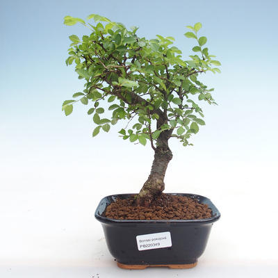 Kryty bonsai - Ulmus parvifolia - Wiąz mały liść PB220349 - 1