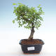 Kryty bonsai - Ulmus parvifolia - Wiąz mały liść PB220349 - 1/3