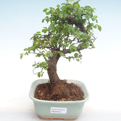 Kryty bonsai - Ulmus parvifolia - Wiąz mały liść PB220350 - 1