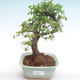 Kryty bonsai - Ulmus parvifolia - Wiąz mały liść PB220350 - 1/3