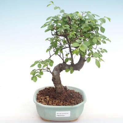 Kryty bonsai - Ulmus parvifolia - Wiąz mały liść PB220351 - 1