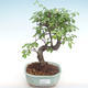 Kryty bonsai - Ulmus parvifolia - Wiąz mały liść PB220351 - 1/3