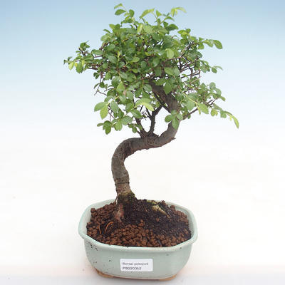 Kryty bonsai - Ulmus parvifolia - Wiąz mały liść PB220352 - 1