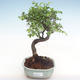 Kryty bonsai - Ulmus parvifolia - Wiąz mały liść PB220352 - 1/3