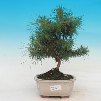 Pokój bonsai-Pinus halepensis-Aleppo Sosna