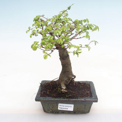Kryty bonsai-Ulmus Parvifolia-Mały wiąz liściowy PB220356