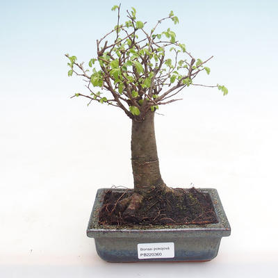 Kryty bonsai-Ulmus Parvifolia-Mały wiąz liściowy PB220360