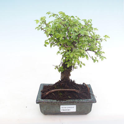 Kryty bonsai-Ulmus Parvifolia-Mały wiąz liściowy PB220361