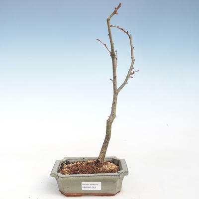 Outdoor bonsai - Wapno w kształcie serca - Tilia cordata VB2020-363