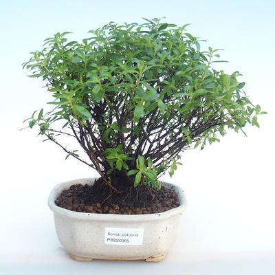 Kryty bonsai - Cuphea - japoński mirt PB220365