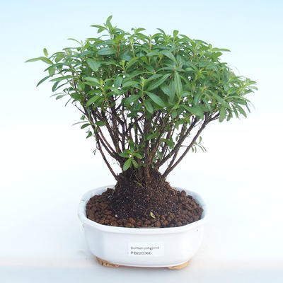 Kryty bonsai - Cuphea - japoński mirt PB220366