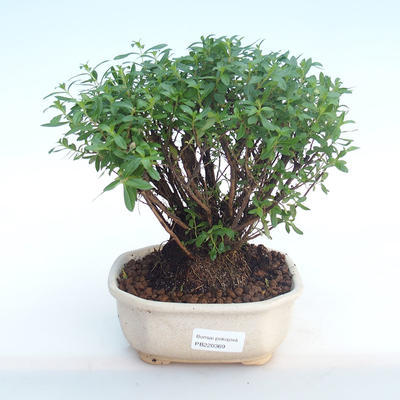 Kryty bonsai - Cuphea - japoński mirt PB220369