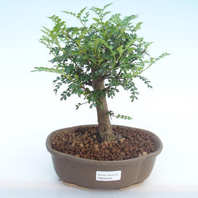 Kryty bonsai - Zantoxylum piperitum - Drzewo papryki PB220370 - 1