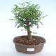Kryty bonsai - Zantoxylum piperitum - Drzewo papryki PB220370 - 1/4