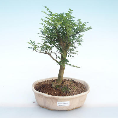 Kryty bonsai - Zantoxylum piperitum - Drzewo pieprzowe PB220372 - 1