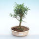 Kryty bonsai - Zantoxylum piperitum - Drzewo pieprzowe PB220372 - 1/4