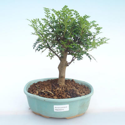 Kryty bonsai - Zantoxylum piperitum - Drzewo pieprzowe PB220373 - 1