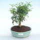 Kryty bonsai - Zantoxylum piperitum - Drzewo papryki PB220374 - 1/4