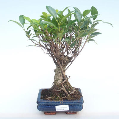 Kryty bonsai - Ficus retusa - ficus mały liść PB220376 - 1