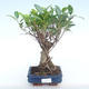 Kryty bonsai - Ficus retusa - ficus mały liść PB220376 - 1/2