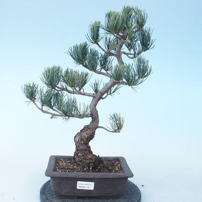 Pinus parviflora - Sosna drobnokwiatowa VB2020-137 - 1