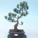 Pinus parviflora - Sosna drobnokwiatowa VB2020-137 - 1/3
