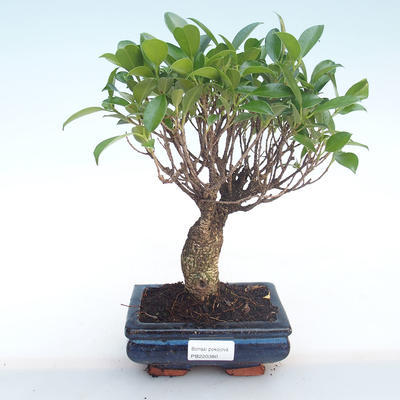 Kryty bonsai - Ficus retusa - ficus mały liść PB220380 - 1
