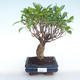Kryty bonsai - Ficus retusa - ficus mały liść PB220380 - 1/2