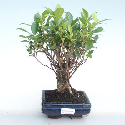 Kryty bonsai - Ficus retusa - ficus mały liść PB220381 - 1