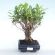 Kryty bonsai - Ficus retusa - ficus mały liść PB220381 - 1/2