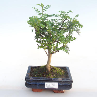 Kryty bonsai - Zantoxylum piperitum - Drzewo papryki PB220383 - 1