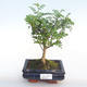 Kryty bonsai - Zantoxylum piperitum - Drzewo papryki PB220383 - 1/4