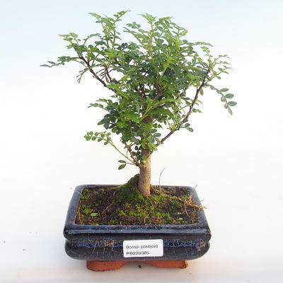 Kryty bonsai - Zantoxylum piperitum - Drzewo papryki PB220385 - 1