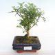 Kryty bonsai - Zantoxylum piperitum - Drzewo papryki PB220385 - 1/4