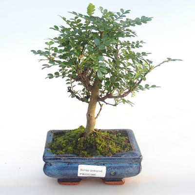 Kryty bonsai - Zantoxylum piperitum - Drzewo pieprzowe PB220386 - 1