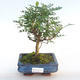 Kryty bonsai - Zantoxylum piperitum - Drzewo pieprzowe PB220386 - 1/4