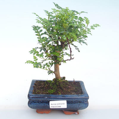Kryty bonsai - Zantoxylum piperitum - Drzewo pieprzowe PB220388 - 1