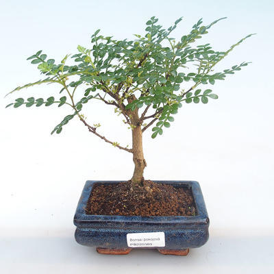 Kryty bonsai - Zantoxylum piperitum - Drzewo pieprzowe PB220389 - 1