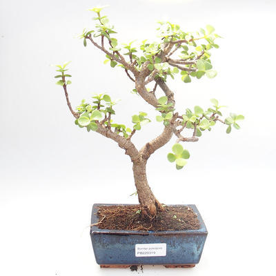 Kryty bonsai - Portulakaria Afra - Thicket PB220319 - 1