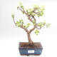 Kryty bonsai - Portulakaria Afra - Thicket PB220319 - 1/2